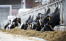 Bovine TB causes sleepless nights, anger and depression for farmers