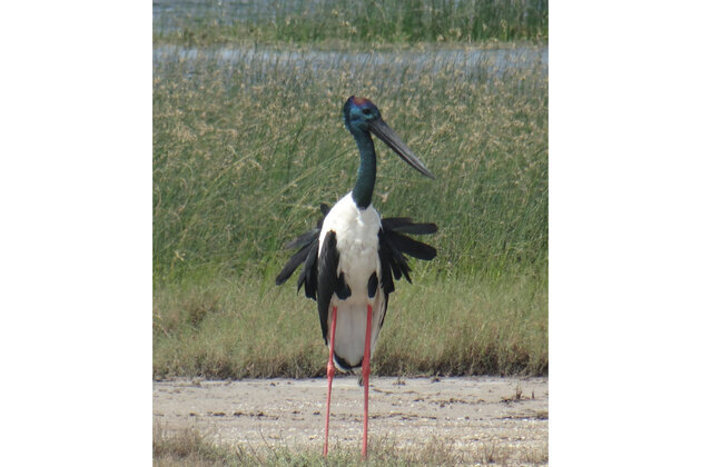 Khijadiya Bird Sanctuary emerges as stronghold for Black-necked Stork breeding in Gujarat; new study reveals
