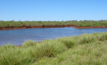 The mesquite infestation at Mardi Station.