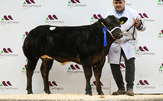 Black Pearl dazzles at Brecon show potentials