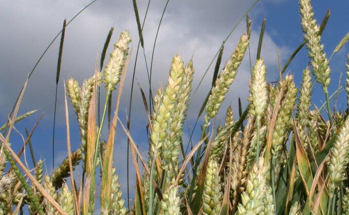 BASF’s Luximo looks set to give wheat growers fresh hope in the black-grass battle.