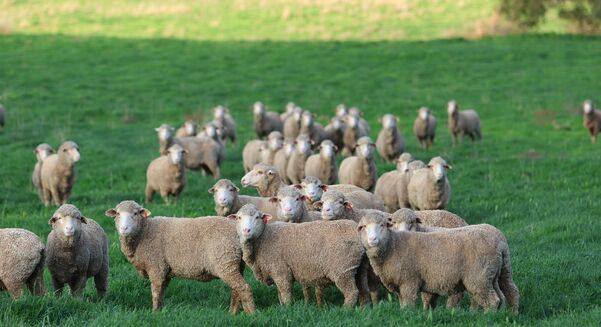 The Green Sheep Project was announced in late September and is set to formally kick off earlier next year. 