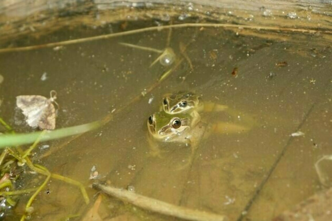 This rare alpine frog is fighting against a lethal fungus - by breeding faster and faster