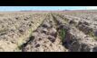 Trials at North Ballidu, WA, show emergence of long coleoptile wheat sown into moisture. Image by SLR Agriculture.