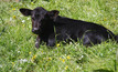 When to castrate beef calves