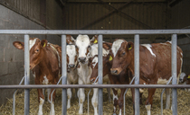 Focusing on excellence pays off for Ayrshire herd