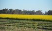  Vendor declarations are a good idea for hay and silage cut from failed crops.