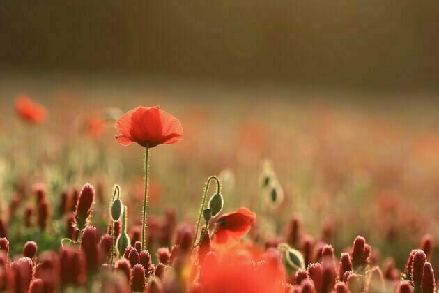 Australia and New Zealand are plagued by 'tall poppy syndrome'. But would a cure be worse than the disease?