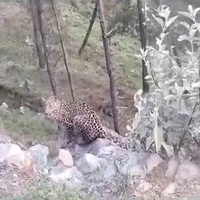 13 year old boy killed in leopard attack in Pune rural , villager sets forest dept vehicle and office on fire