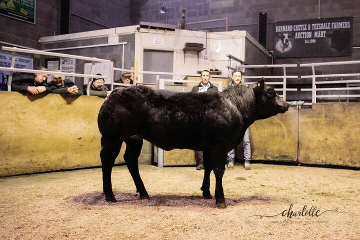 Champion suckled calf