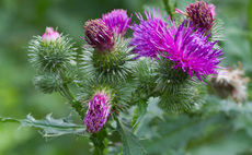 Managing thistles to improve grassland productivity