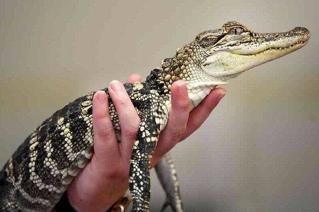 PHOTOS- Alligator visits Lincoln library - Northwest Arkansas Democrat-Gazette