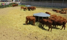 Mixed outlook for Australian beef sector