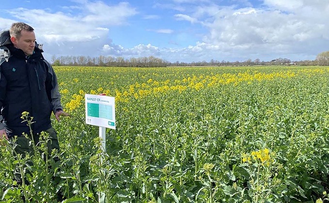 New oilseed rape resistance gene to stop phoma spread