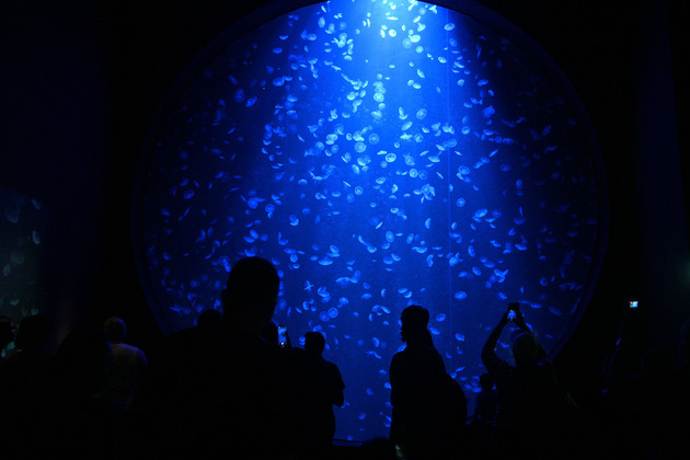SINGAPORE-JELLYFISH