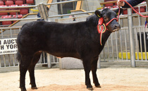 Sales round up: Show calves at Skipton, Cheviots at Longtown, dairy sales