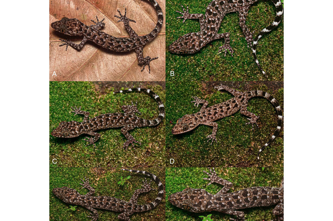 New Gecko species Cyrtodactylus Jayadityai discovered in Northeast India