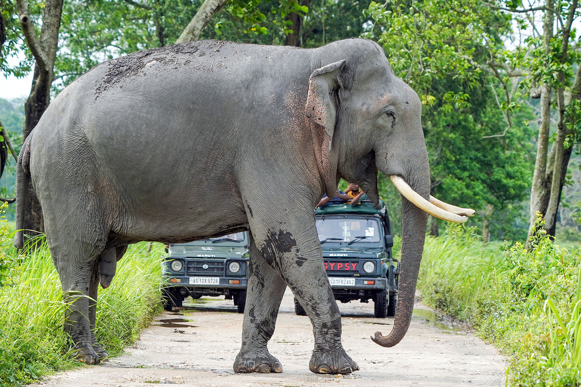 Kerala: Two Elephant tusks worth Rs 2 crore stolen from Pangode army camp