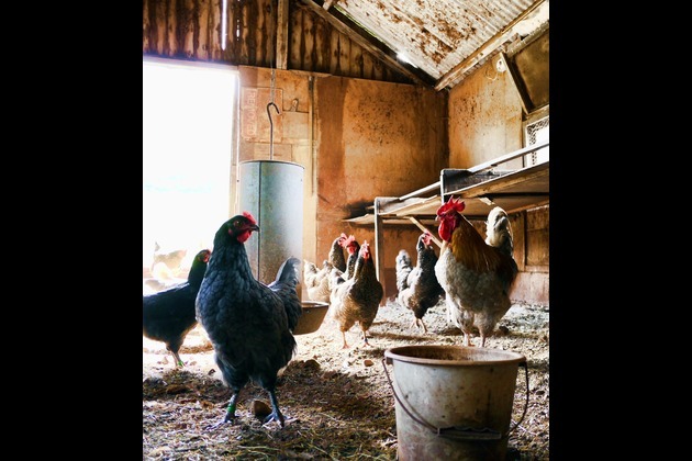 USDA mulls poultry vaccine as bird flu divides industry players