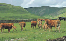 Scots lock horns with UK Government over future protection of food standards