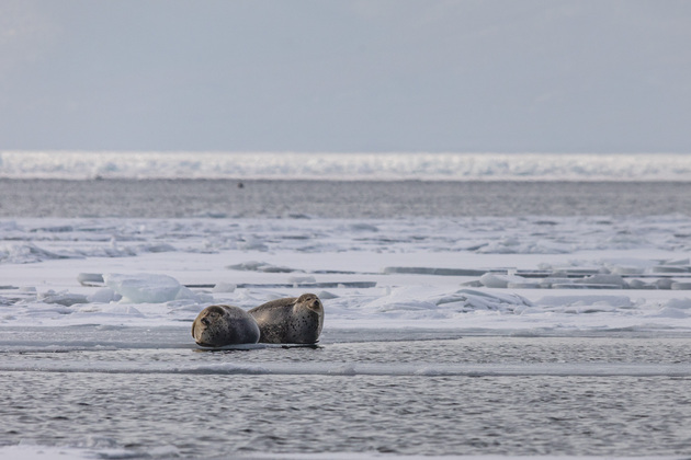 RUSSIA-VLADIVOSTOK-SEALS