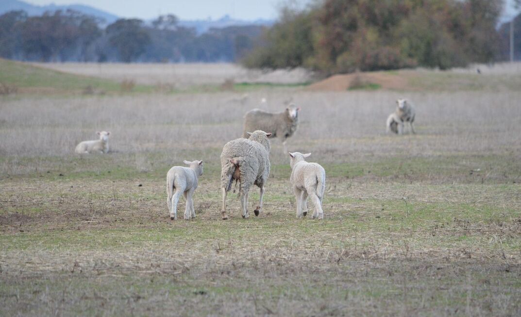 Lambing can be difficult in tight seasonal conditions so planning ahead is important.