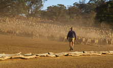 The Bill to end live sheep exports by sea has passed the lower house, but there's still hope for the trade. Credit: AceCootePhotography, Shutterstock.