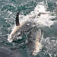 (HainanOutlook) CHINA-HAINAN-LINGSHUI-TUNA-MARINE FISHERY (CN)