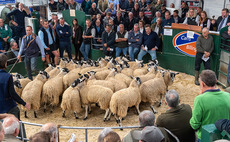 A tale of two trends at breeding sheep sales