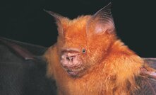 Wollongong Coal has been hampered by bats at its Wongawilli colliery in NSW.