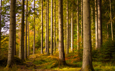 Foresight Sustainable Forestry Company snaps up trio of Scottish woodland projects for £3.4m