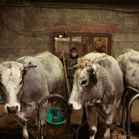 French govt to vaccinate 1mn cattle against lumpy skin disease