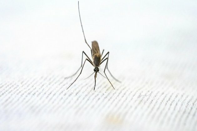 Study: Malaria spike linked to amphibian die-off