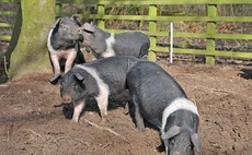 SMALLHOLDER SPECIAL: What do you need to know as a new pig keeper?
