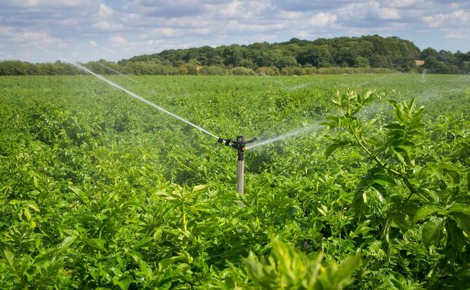 Drought hitting root crop quality