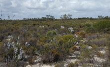 There's valuable sand under this scrub.