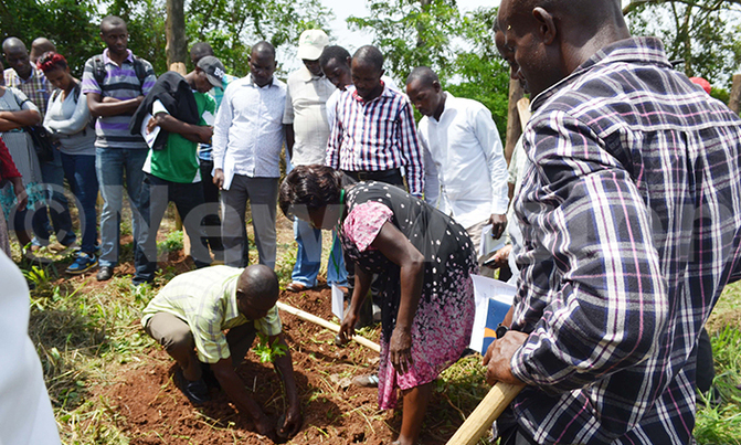 NARO researchers to breed passion fruits resistant to drought NARO researchers to breed passion fruits resistant to drought