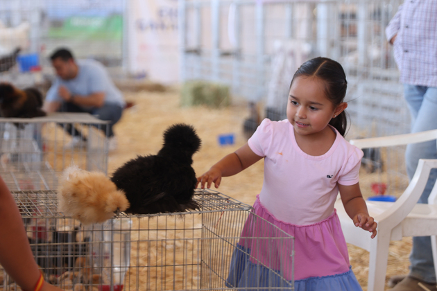 MEXICO-AGUASCALIENTES-SAN MARCOS FAIR-LIVESTOCK EXHIBITION