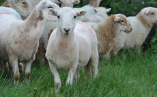 More than 35 lambs stolen from Staffordshire and Lincolnshire farms within the space of three days