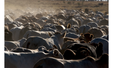  Australia's cattle herd is set to reach 28.7 million. Image courtesy MLA.