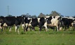  National milk production could be the best in three years with good spring conditions. Picture Mark Saunders