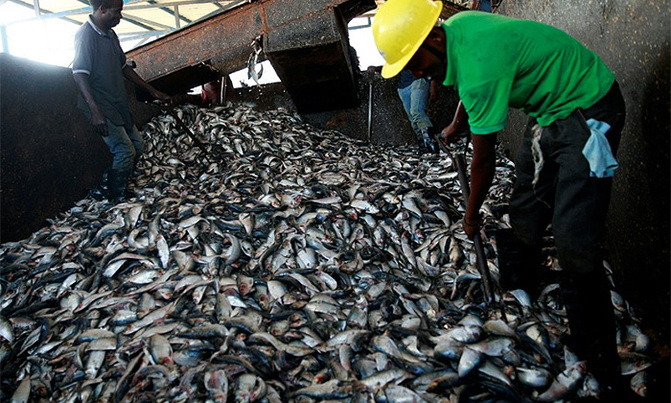 Angola looks beyond crude oil to fish oil Angola looks beyond crude oil to fish oil