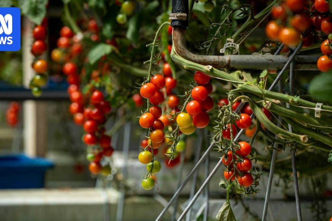Mystery over source of latest tomato rugose virus find in Victoria