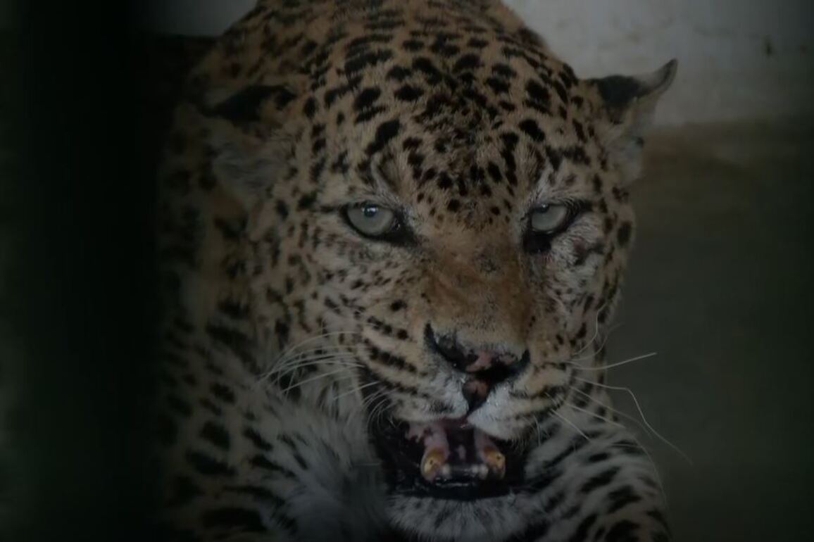 Jaipur: Nahargarh Biological Park takes steps to shield animals from heatwave, modifies diet and cooling systems