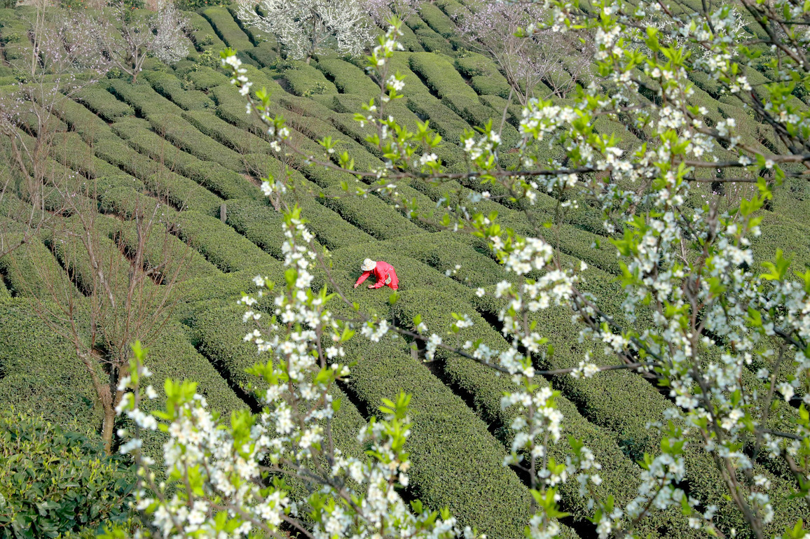#CHINA-TEA-HARVEST(CN)