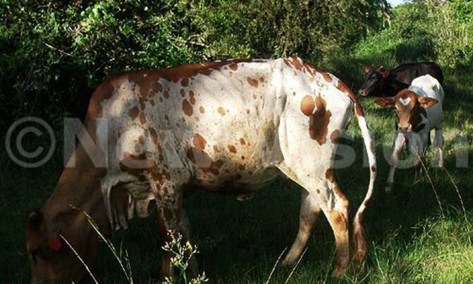Mbarara bans cattle markets over foot-and-mouth disease Mbarara bans cattle markets over foot-and-mouth disease