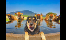  Winning photo from the 2022 AgDay photography competition "Dog in the Water Trough", captured by David Williams from New South Wales. Photo provided by NFF and taken by David Williams.