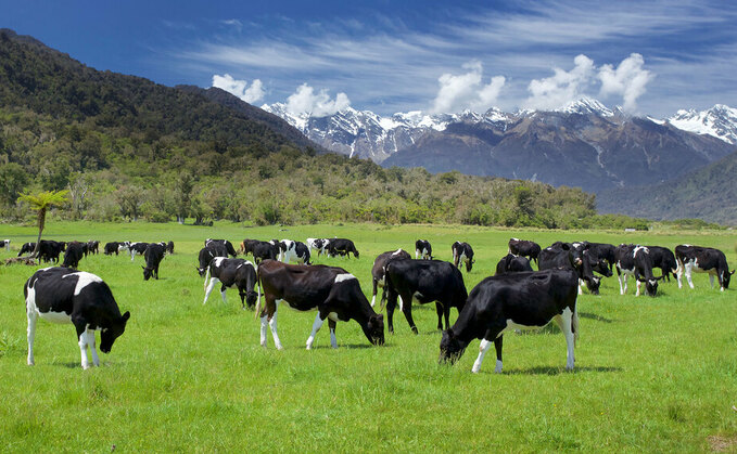 New Zealand close to M. Bovis eradication