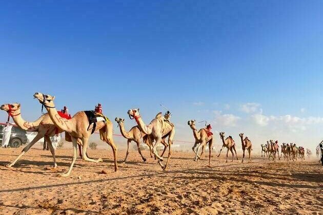 Egypt hosts first preliminary camel race