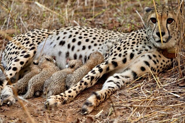 Kuno National Park finds fourth cub born to Cheetah Gamini, population rises to 39